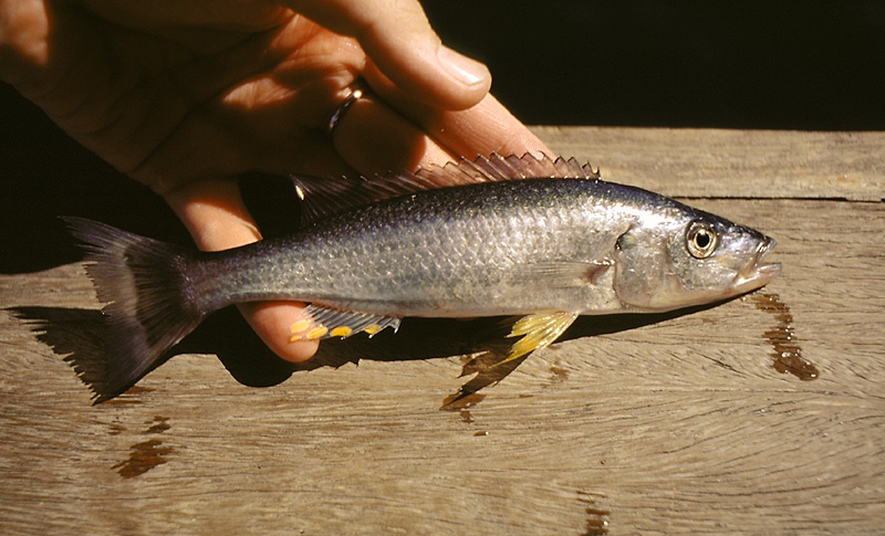 Rhamphochromis longiceps 'Otter Point'